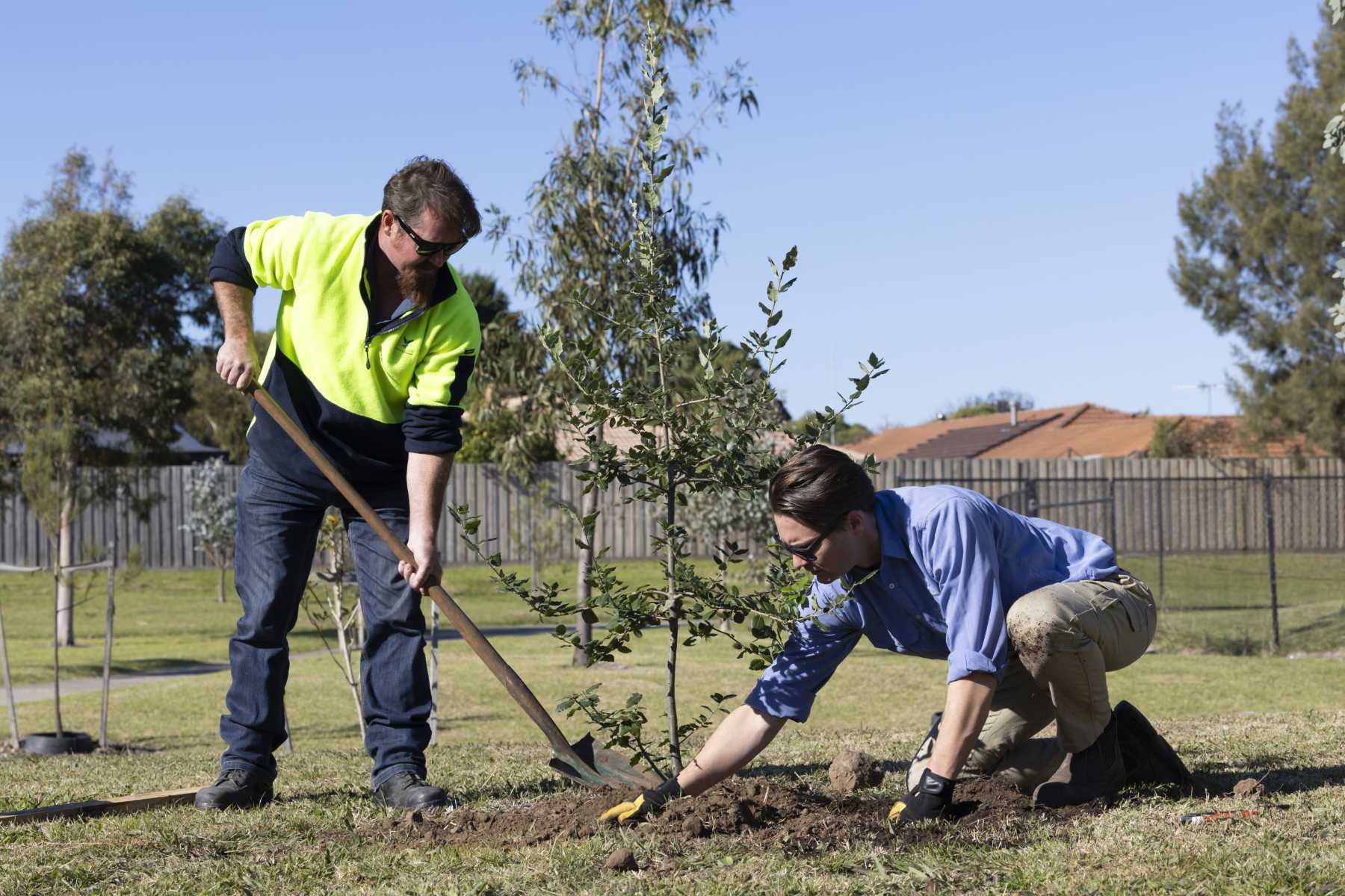 knox-grows-greener-with-2500-new-trees-the-national-tribune